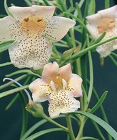 Bignonia Emu Bush / Big Poly
