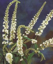 Buddleja 'Spring Promise'