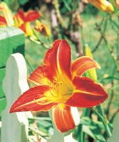 Day Lilies