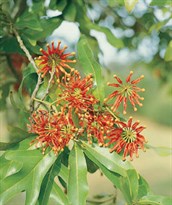 Firewheel Tree, Wheel of Fire, White Oak