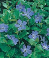 Periwinkle