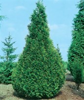 Western Red cedar