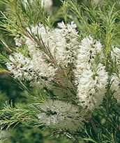 Bracelet Honey-myrtle.