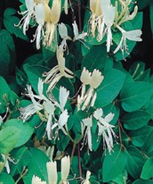 Japanese Honeysuckle