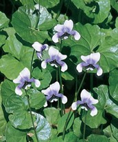 Native Violet