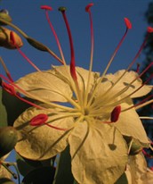 White Bauhinia