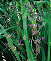 Flax Lilies