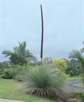 Grass Tree