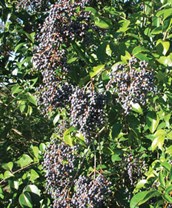 Broad Leaf Privet