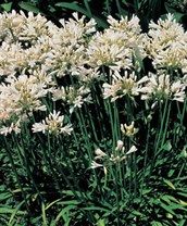 Dwarf White Agapanthus