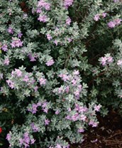 sage texas harts nursery