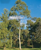 Lemon Scented Gum