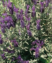 Topped Lavender, Bush Lavender, Italian Lavender