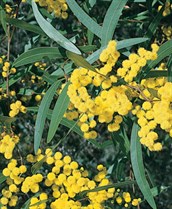 Zig Zag Wattle