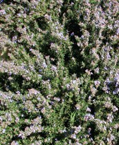 Creeping Rosemary