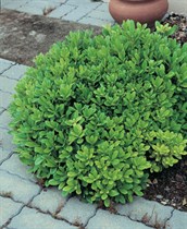 Dwarf Pittosporum