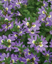 Fan Flower