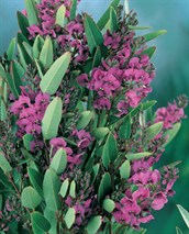 Dwarf Native Sarsaparilla