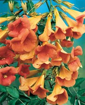 Red Trumpet Vine