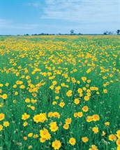 Coreopsis