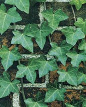 English Ivy