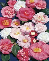 Japanese Camellia