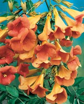 Red Trumpet Vine