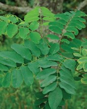 Golden-leaved Black Locust
