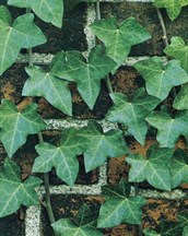 English Ivy