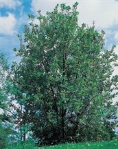 Pussy Willow