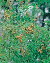 Prickly Duranta