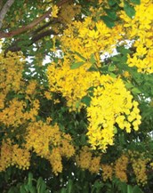 Queensland Cassia