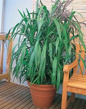Slender Palm Lily