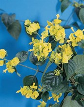 Chinese Hat Plant