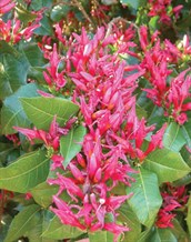 Holly Fuchsia