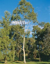 Lemon Scented Gum