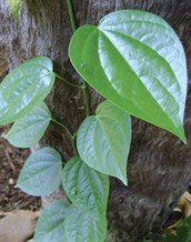 Native Pepper Vine