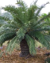 Nut Palm