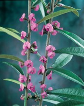 Purple Pea Plant