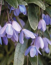 Edna Walling Blue Bells&trade;