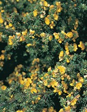 Bacon and Eggs or Hairy Pea Bush