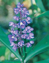 Blue Ginger