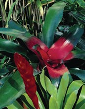 Bromeliad