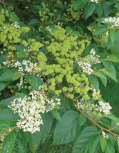 Brown Kurrajong