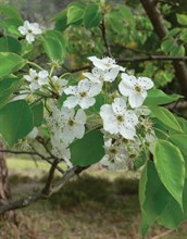 Callery Pears