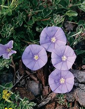 Convolvulus