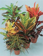 Croton