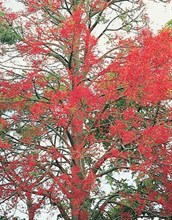Flame Tree