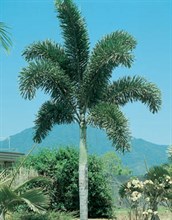 Foxtail Palm