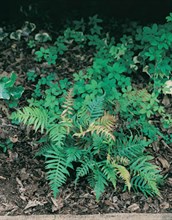 Gristle Fern